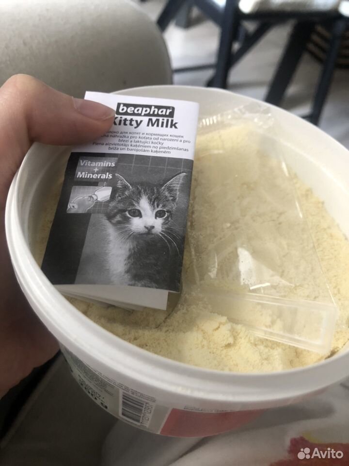 Где Можно Купить Молоко Для Котят