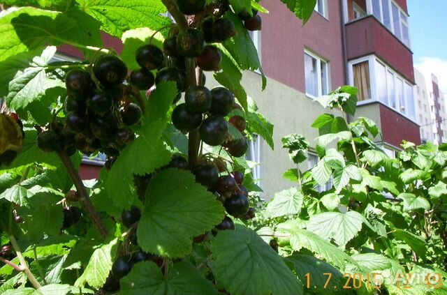 Вязание крючком летние майки топы схемы 1