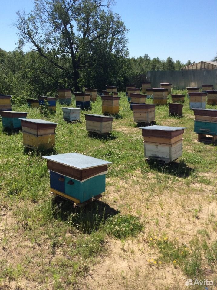 Продам пчёл и пчёлопакеты купить на Зозу.ру - фотография № 1