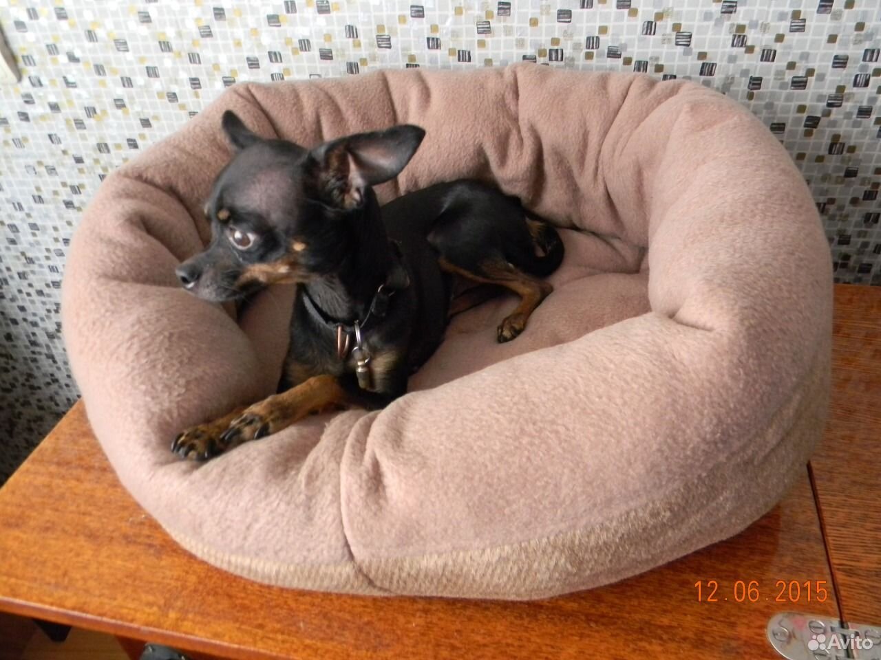 Лежак для собак купить на Зозу.ру - фотография № 3