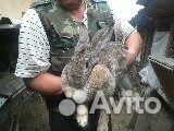 Продаются кролики мясных пород купить на Зозу.ру - фотография № 4