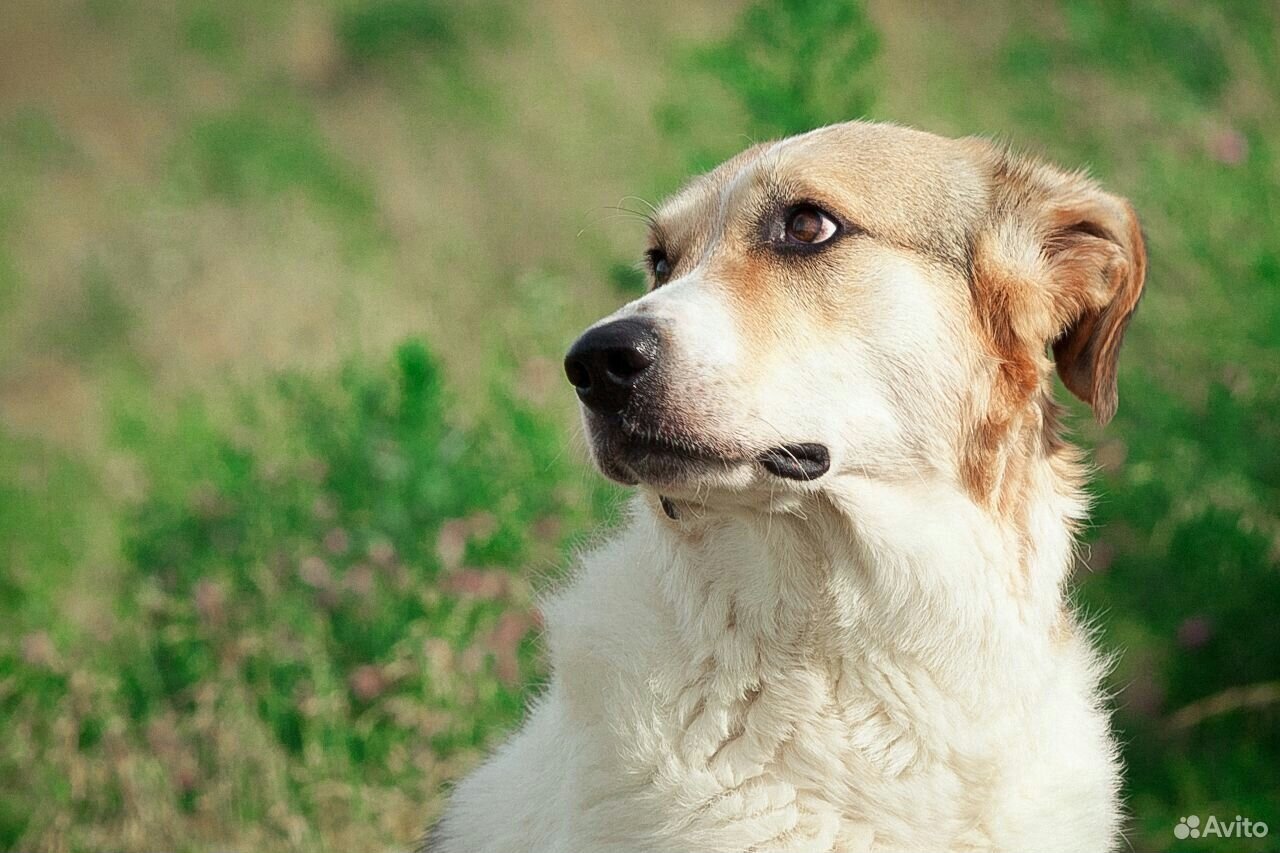 Про собачку элис. Собачку Эллис. Собака Элис. Собачка Элис. Фото собачки Элис.