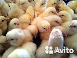Домашние суточные цыплята купить на Зозу.ру - фотография № 1