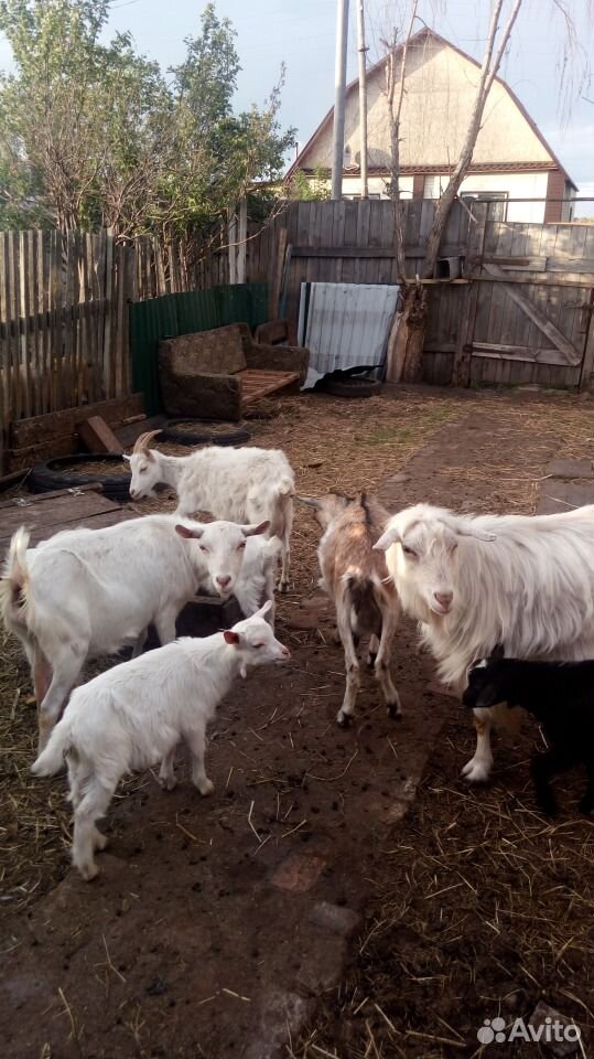 Продам коз, козлят,козочки дойные купить на Зозу.ру - фотография № 5