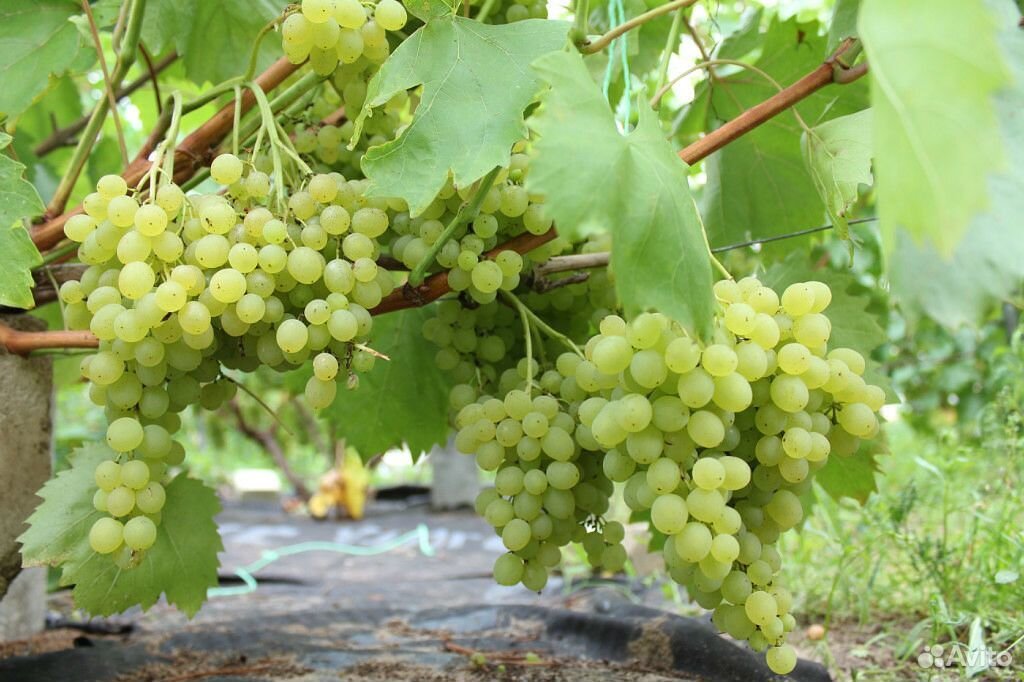 Саженцы винограда лучших сортов(вегетирующие) купить на Зозу.ру - фотография № 2