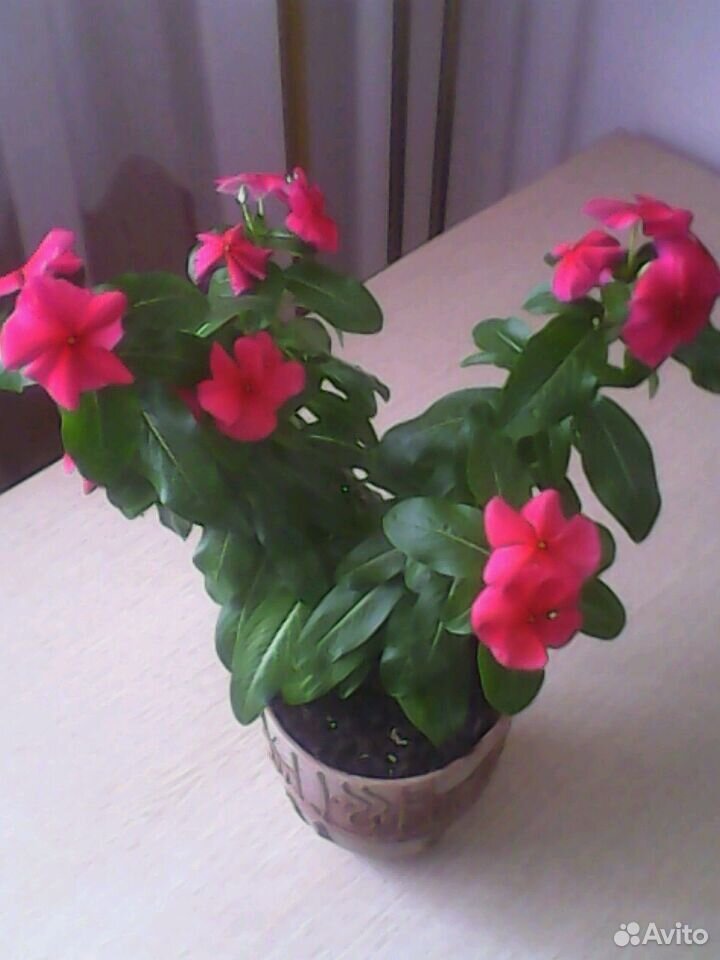 Цветок комнатный "Катарантус" купить на Зозу.ру - фотография № 2