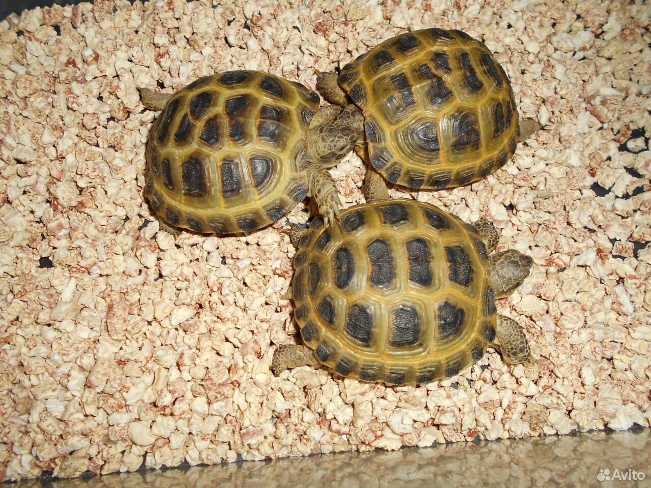 Малыши среднеазиатской черепахи
