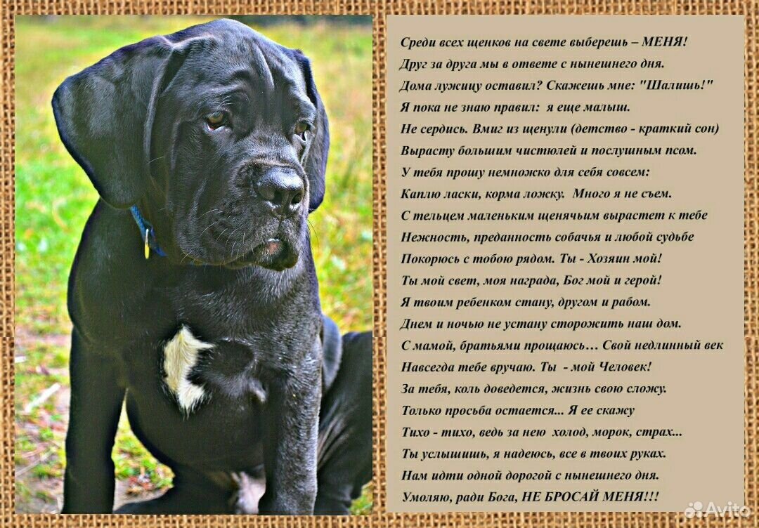 Клички для кане корсо девочки. Алиментный щенок Кане Корсо. Клички для Кане Корсо мальчиков. Имена для девочек Кане Корсо собака. Кане Корсо Цицерон из династии чемпионов.