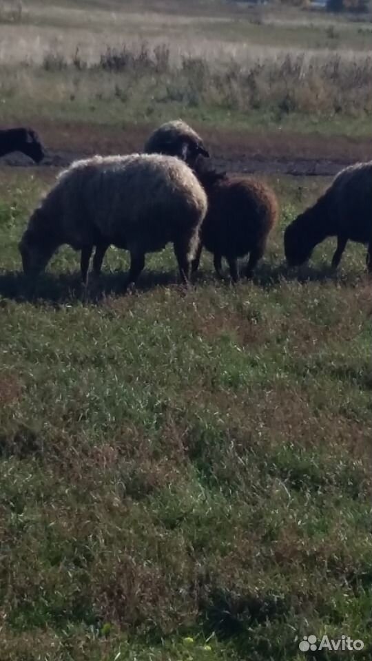 Курдючные овцы,бараны купить на Зозу.ру - фотография № 5