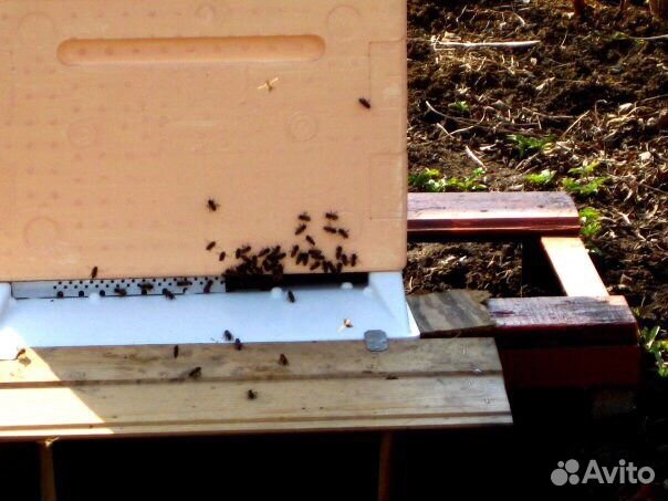 Пчелосемьи (пчелы) в городе Пушкин купить на Зозу.ру - фотография № 3