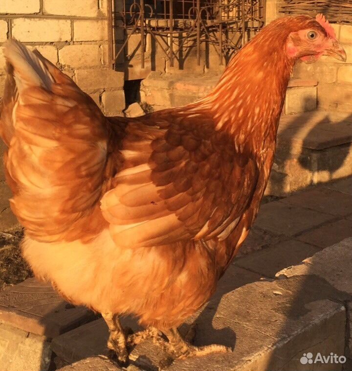 Кросс родонит. Куры молодки рыжие. Японски белые несушки. Курицы кирова. Московские куры фото.
