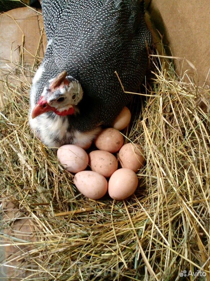 Яйцо цесариное купить на Зозу.ру - фотография № 1