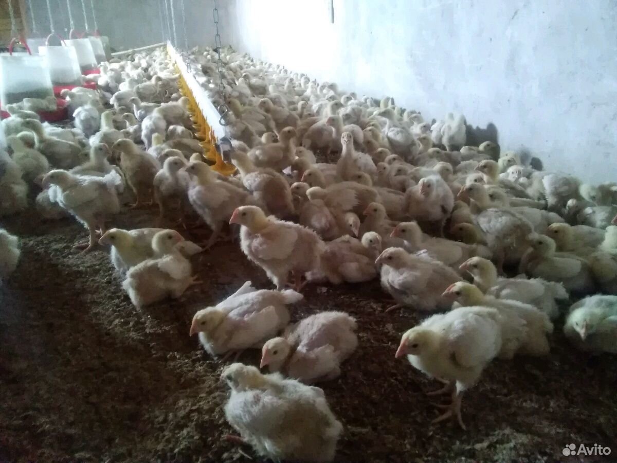 Подрощенный цыпленок бройлеров и живой вес купить на Зозу.ру - фотография № 2
