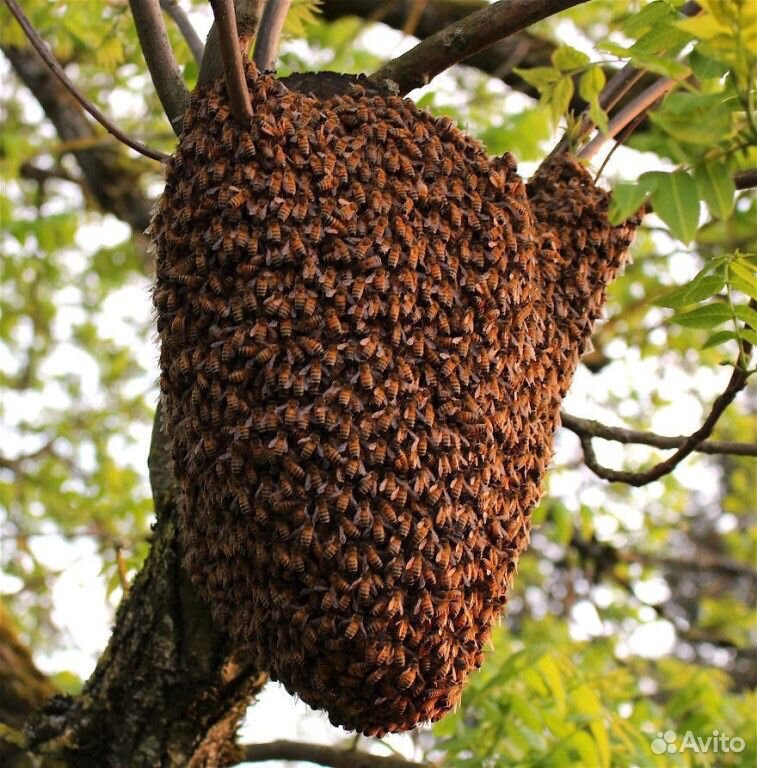 Рой пчёл (вознаграждение за информацию) купить на Зозу.ру - фотография № 1