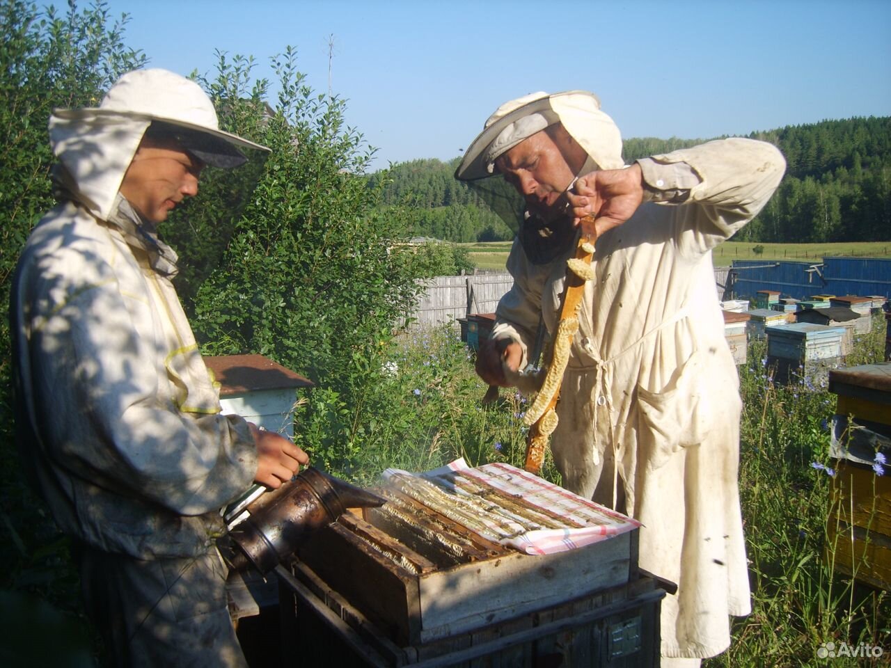 Продам цветочный мёд с личной пасеки купить на Зозу.ру - фотография № 1