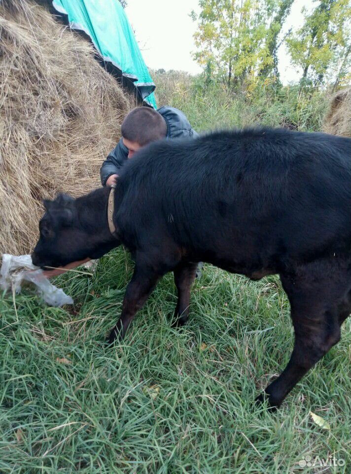 Продаю корову на мясо,теленка на молоко купить на Зозу.ру - фотография № 1