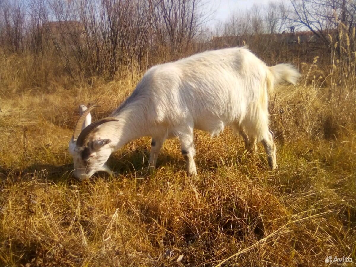 Продажа коз в Амурской области 2023 год. Купить козу в Челябинской области. Продажа коз на территории Астраханской области. Купи козу продай козу притча.