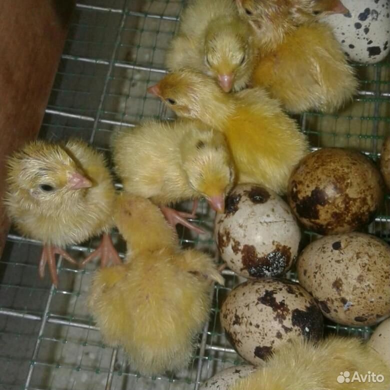 Перепела Техасцы, яйцо инкубационное купить на Зозу.ру - фотография № 3