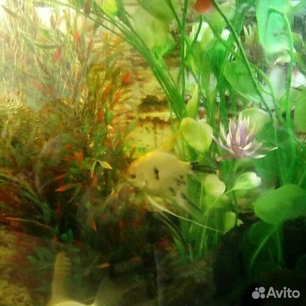 Продам аквариум 130л с тумбой купить на Зозу.ру - фотография № 5