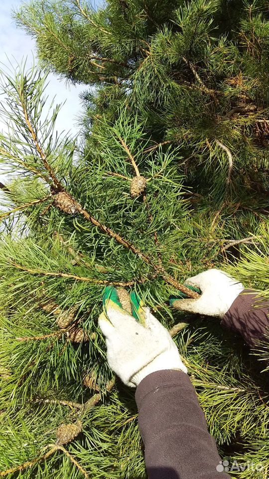 Семена Сосны обыкновенной - Pinus silvestris L купить на Зозу.ру - фотография № 5