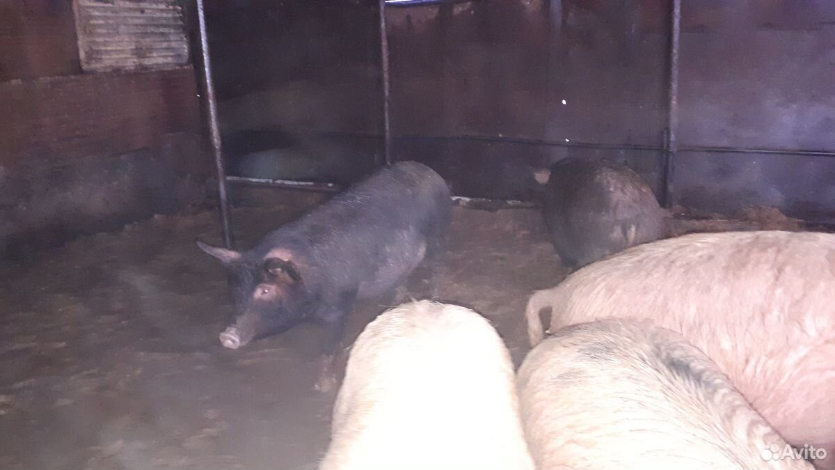 Супоросные свиньи купить на Зозу.ру - фотография № 2