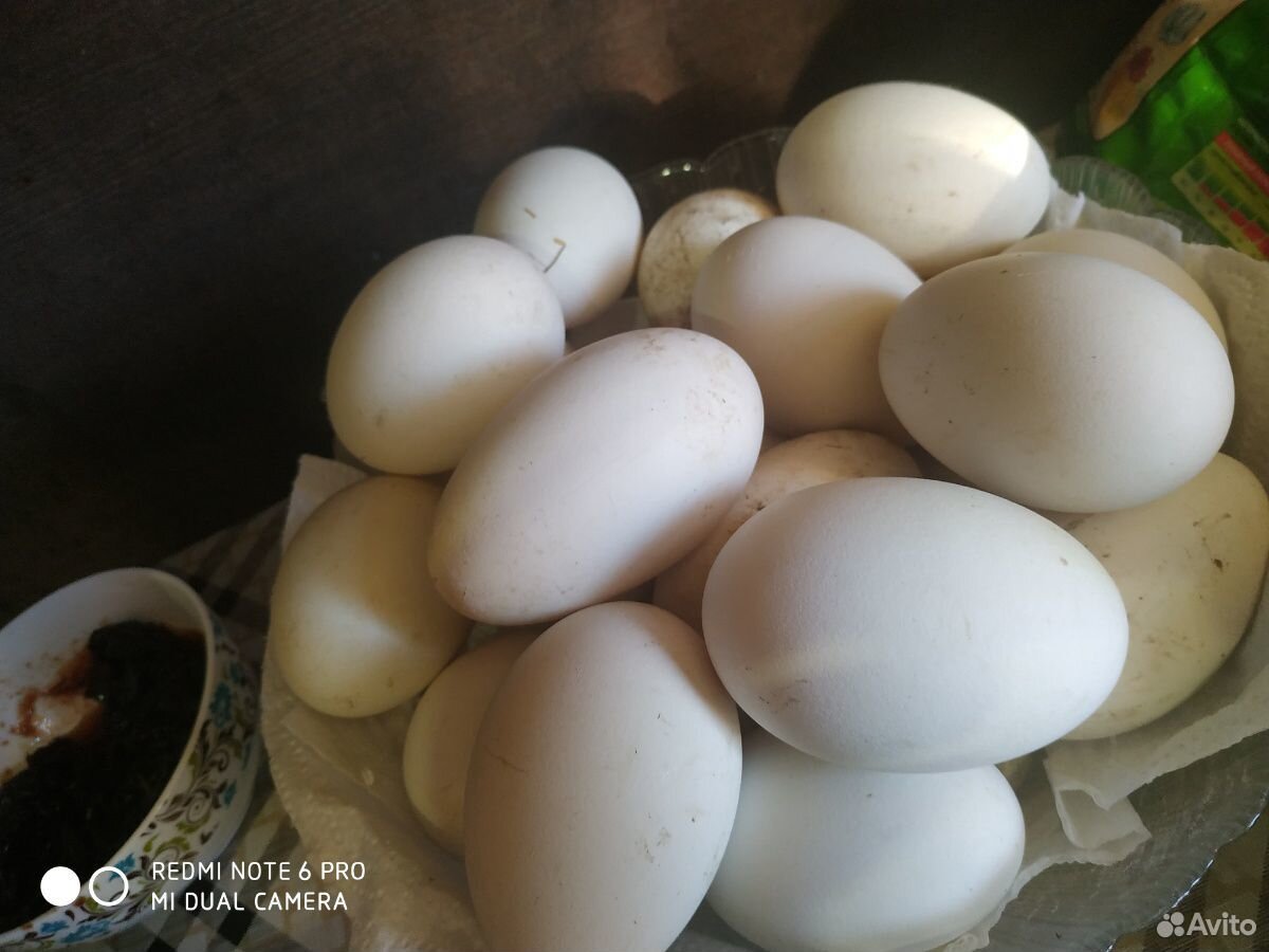 Яйца холмогорские купить на Зозу.ру - фотография № 4