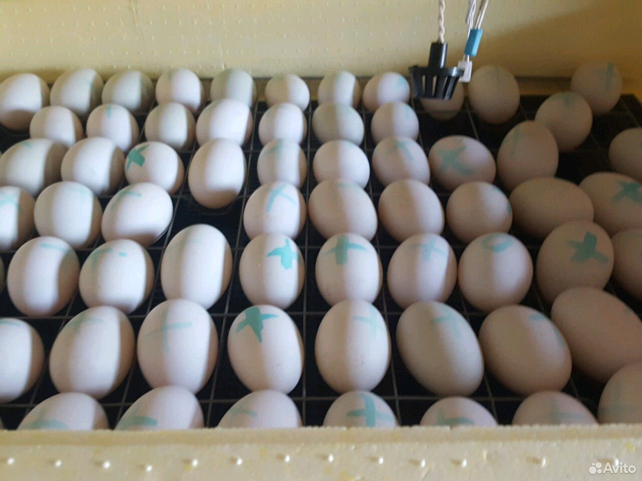 Купить инкубационное яйцо в воронежской области. Яйцо утиное инкубационное. Инкубация яйца утки старт 53. Инкубационное яйцо объявление. Цвет гусиного яйца.
