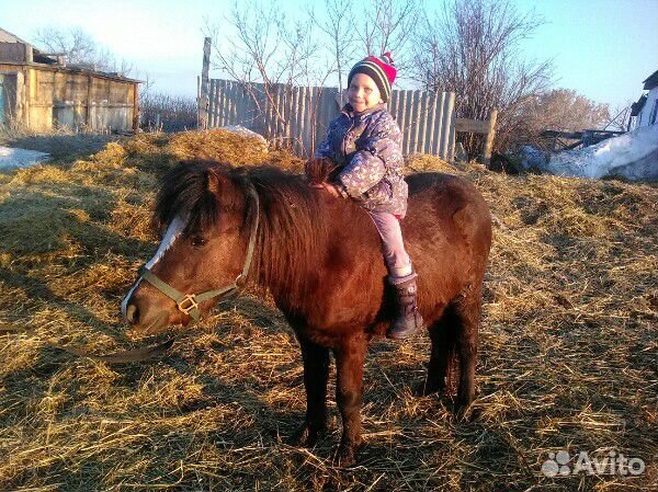 Шетлендский пони купить на Зозу.ру - фотография № 2