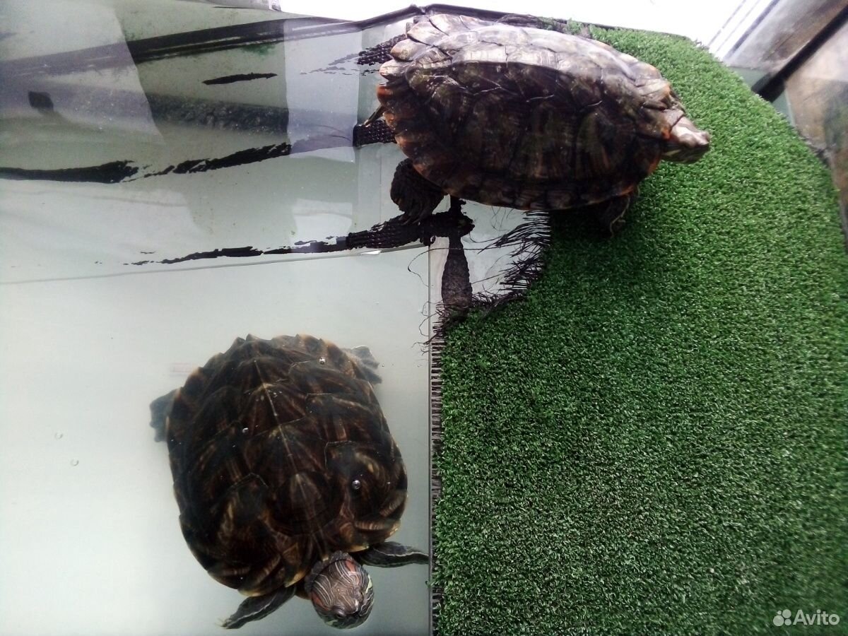 Аквариум с черепахами купить на Зозу.ру - фотография № 7