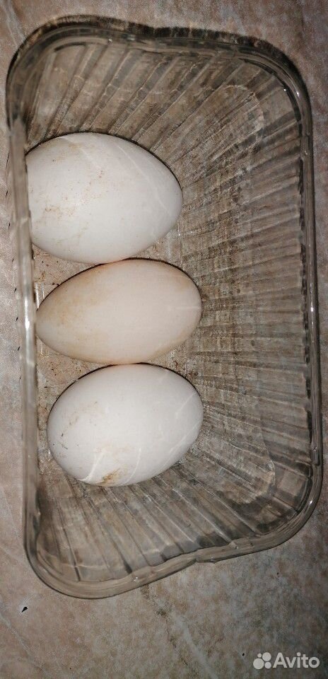 Куриное яйцо купить на Зозу.ру - фотография № 3