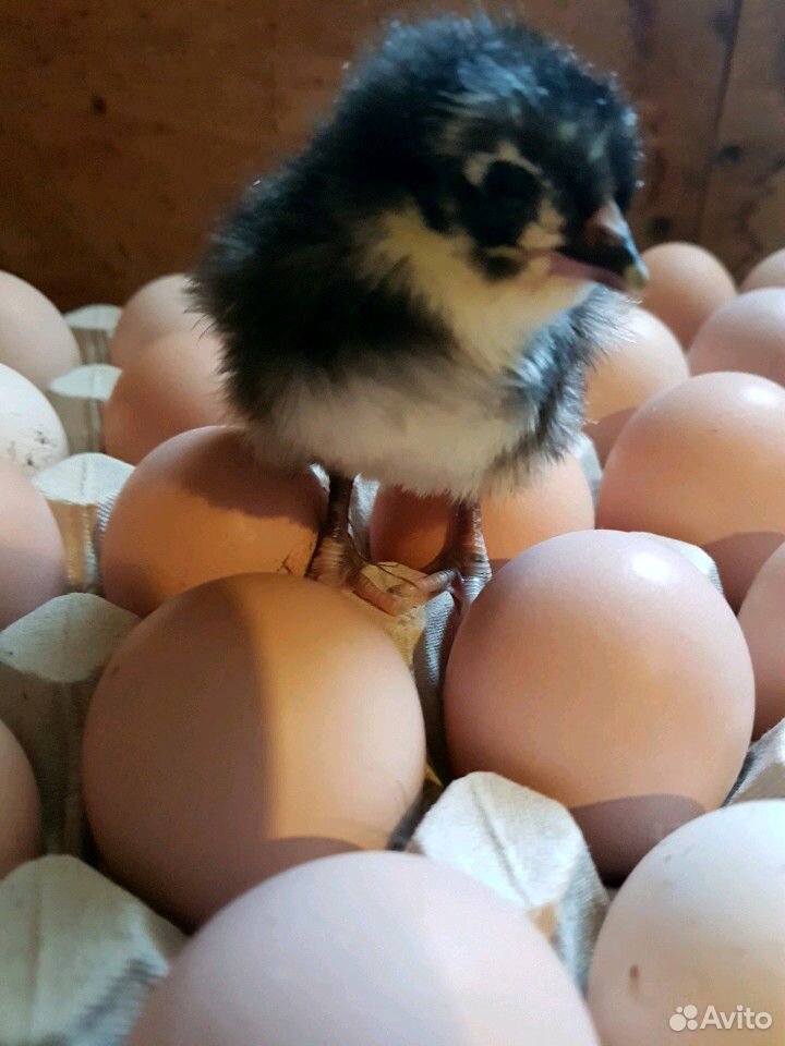 Яйцо для инкубации домашних кур купить на Зозу.ру - фотография № 2