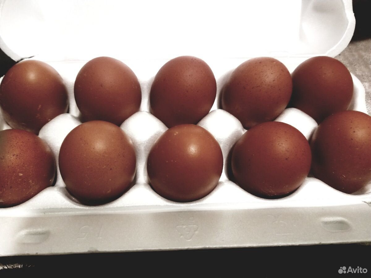 Инкубационное яйцо Черно-Медного Марана купить на Зозу.ру - фотография № 2