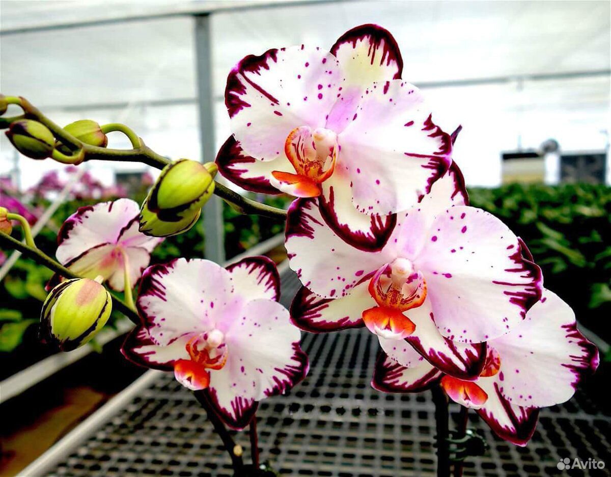 Орхидея легенда фото и описание