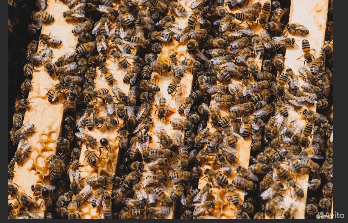 Продам пчелосемьи (на выбор ) купить на Зозу.ру - фотография № 1
