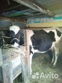 Корова и телка Голштинской породы купить на Зозу.ру - фотография № 2