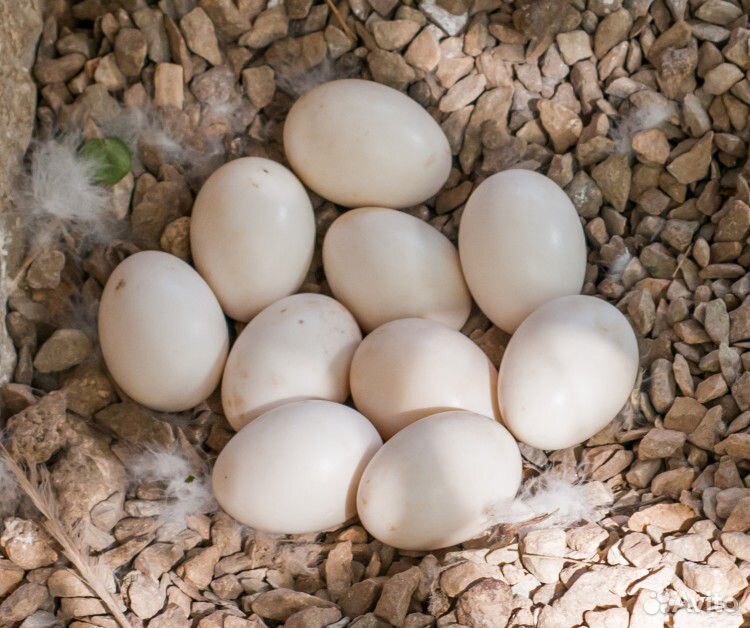 Инкубационное яйцо башкирских уток купить на Зозу.ру - фотография № 1