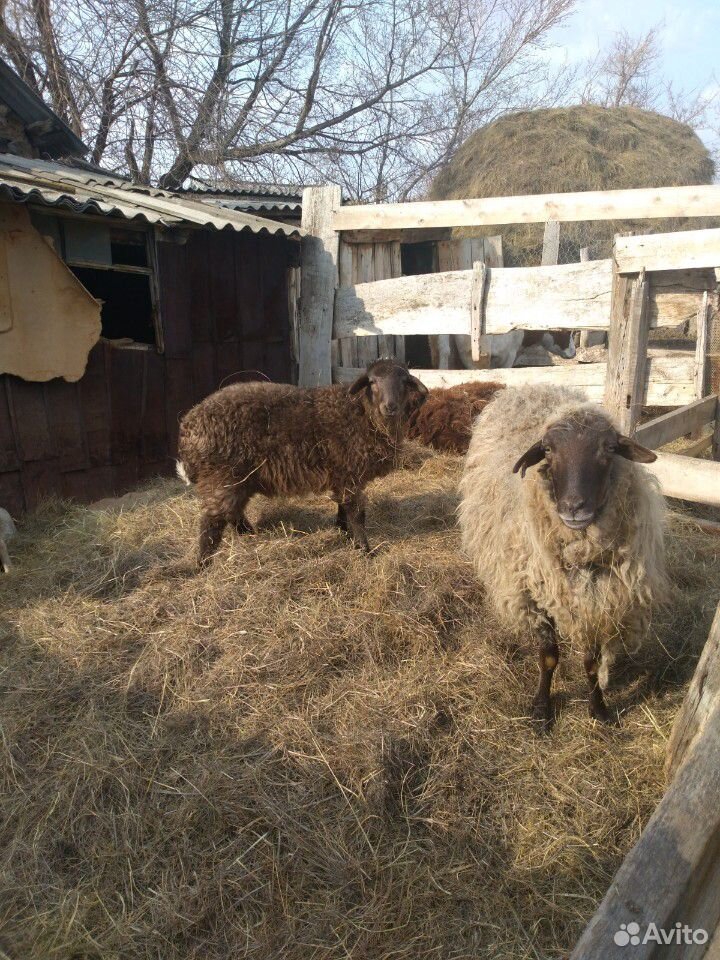 Продаются бараны, овцы с ягнятами купить на Зозу.ру - фотография № 2