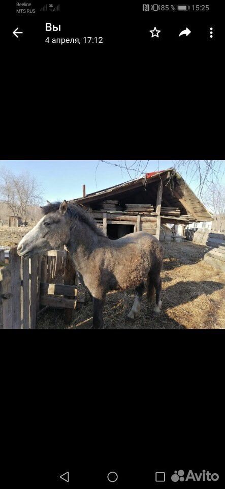 Продам лошадь. возможен торг купить на Зозу.ру - фотография № 1