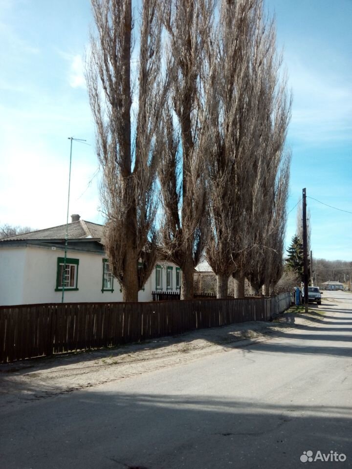 Деревья купить на Зозу.ру - фотография № 3