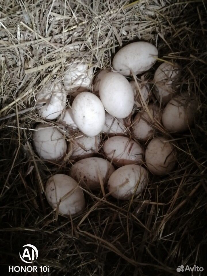 Инкубационное яйцо утки пекинской купить на Зозу.ру - фотография № 2