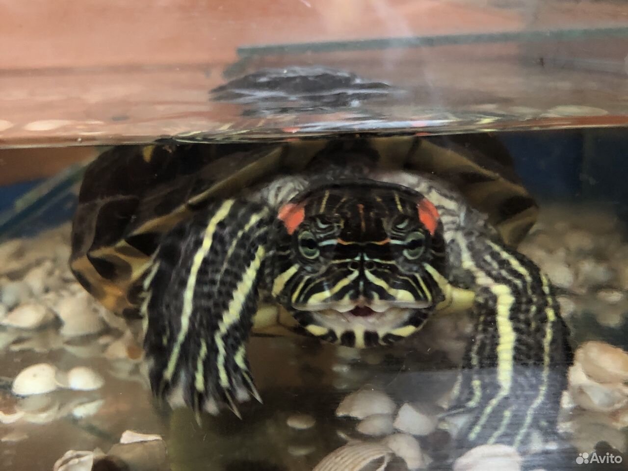 Отдам бесплатно черепаху с аквариумом купить на Зозу.ру - фотография № 2