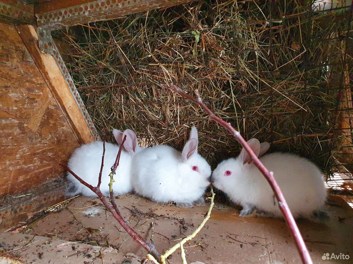 Купить Кроликов В Калужской Области Для Разведения