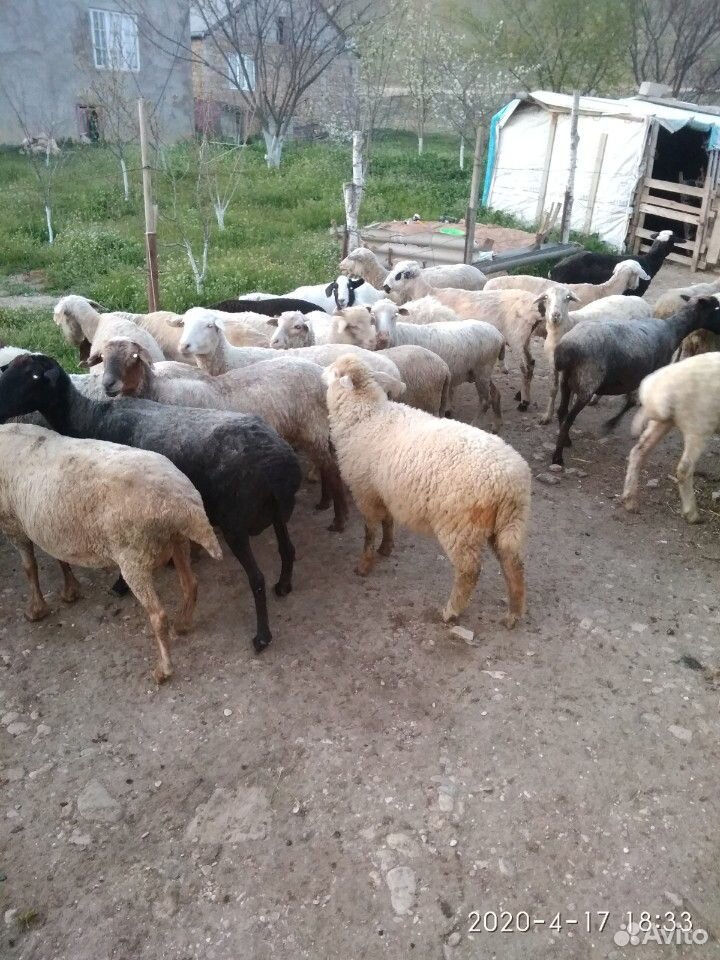 Овцы с ягнятами купить на Зозу.ру - фотография № 3