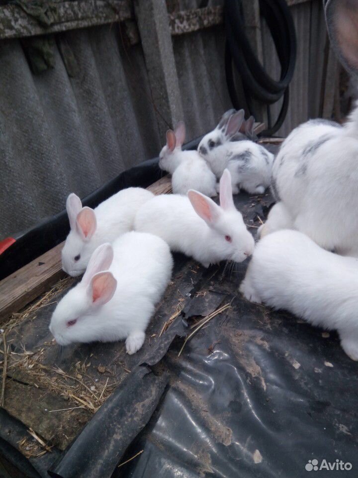 Продам малышей кролики купить на Зозу.ру - фотография № 1