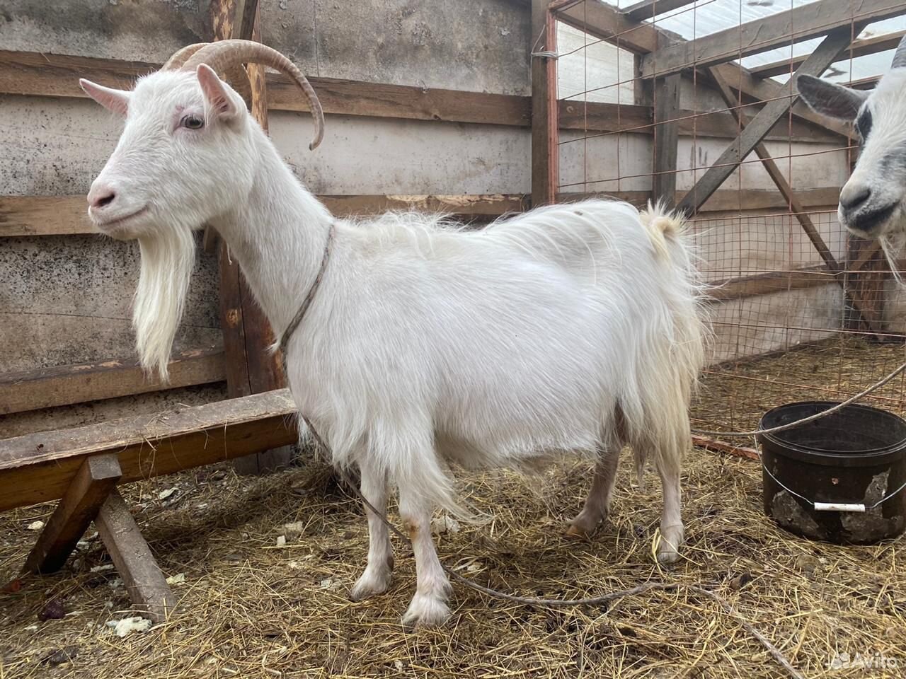 Продам козу купить на Зозу.ру - фотография № 1