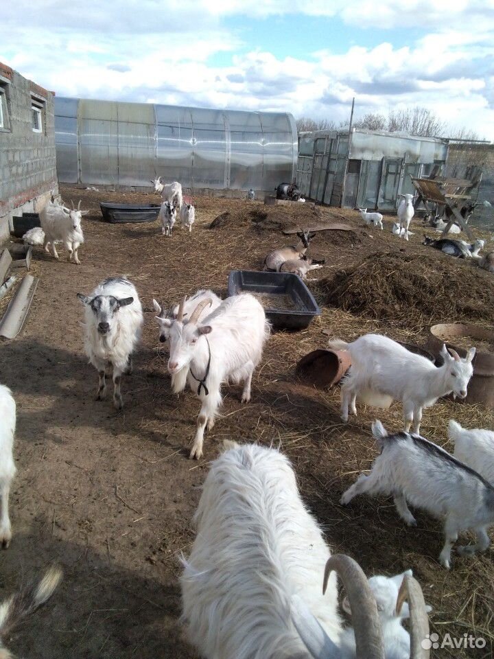 Продаю дойных коз и козлят купить на Зозу.ру - фотография № 2