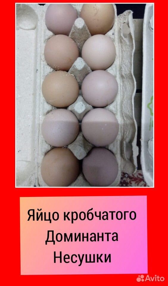 Продам Инкубационое Яйцо купить на Зозу.ру - фотография № 2