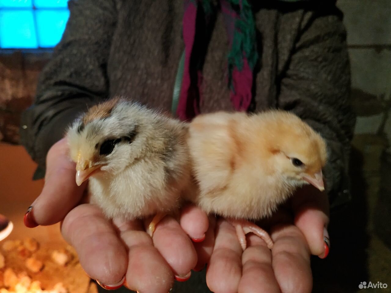 Продаются домашние цыплята купить на Зозу.ру - фотография № 1