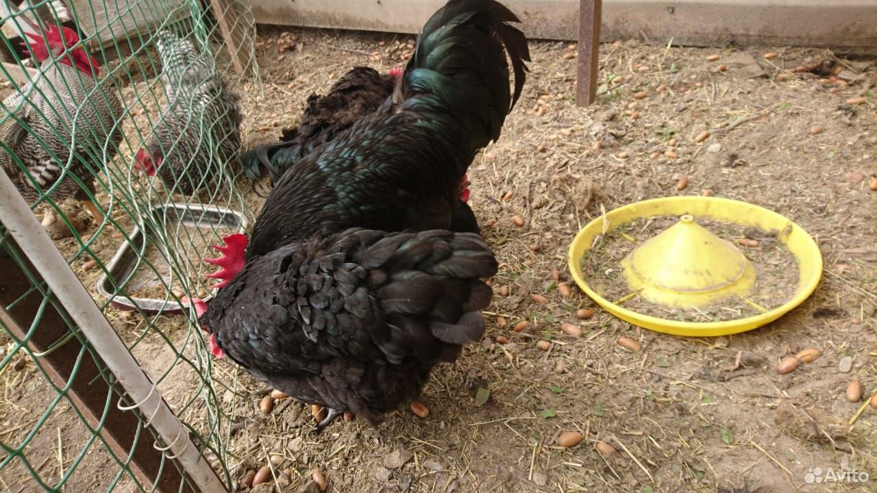 Яйцо инкубационное куриное (плимутрок, австралорп) купить на Зозу.ру - фотография № 2