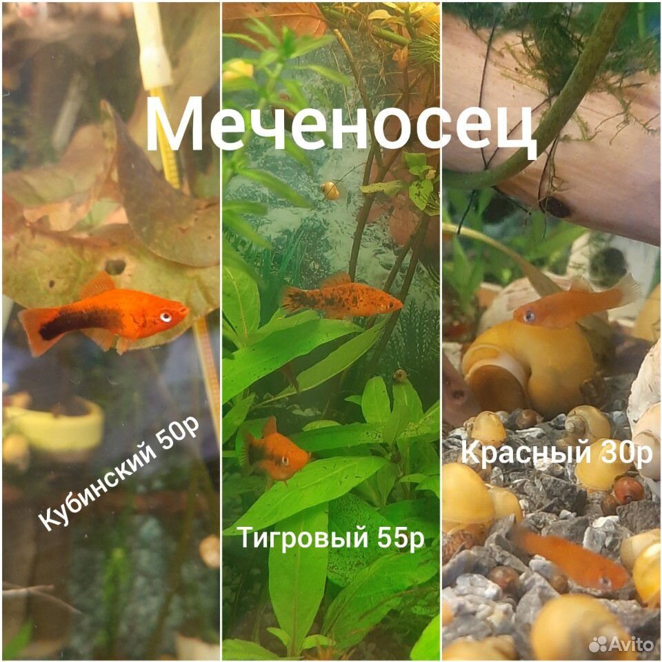Рыбки купить на Зозу.ру - фотография № 7